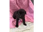 Adopt Jazzy a Pit Bull Terrier