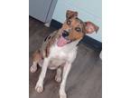 Adopt Opal a Catahoula Leopard Dog, Australian Cattle Dog / Blue Heeler