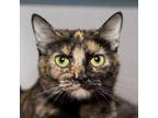 Adopt Moose a Domestic Short Hair
