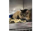 Adopt Large Marge a Domestic Long Hair