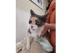 Adopt Arnett a Domestic Medium Hair