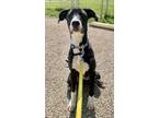 Adopt Molly a Retriever, Mixed Breed