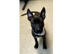 Adopt Alice a Dutch Shepherd, Mixed Breed