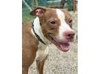 Adopt CoCo a Terrier, Mixed Breed