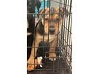Adopt Sadie a Labrador Retriever, Mixed Breed