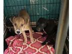 Adopt Selena a Labrador Retriever, Mixed Breed