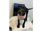 Adopt Sassy Sue a Labrador Retriever, Mixed Breed