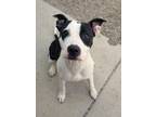 Adopt Calypso a Terrier, Mixed Breed