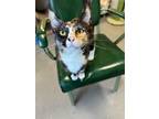 Adopt May a Domestic Short Hair
