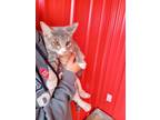 Adopt Mila a Domestic Short Hair