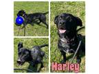 Adopt Harley a Labrador Retriever, Australian Cattle Dog / Blue Heeler