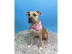 Adopt Luna a Pit Bull Terrier, Mixed Breed