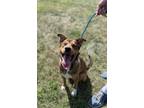Adopt Wendy a Shepherd, Mixed Breed