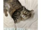 Adopt Mavis a Domestic Short Hair