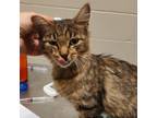 Adopt Maxine- Visit me at the Elkhart PetSmart! a Domestic Medium Hair