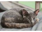 Adopt Stella a Domestic Short Hair