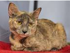 Adopt Kira a Domestic Short Hair