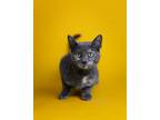 Adopt Lotus a Domestic Short Hair