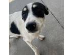 Adopt Nora a Mixed Breed