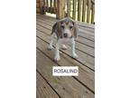 Adopt Rosalind - Fostered in Omaha a Beagle