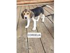 Adopt Cordelia - Fostered in Omaha a Beagle