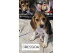 Adopt Cressida - adoption pending a Beagle