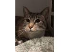 Adopt Twinnie a Siamese