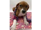 Adopt Mary a Terrier, Mixed Breed