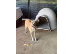 Adopt Bellatrix a Pit Bull Terrier, Mixed Breed