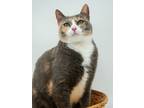 Adopt Bella Louise a Domestic Short Hair