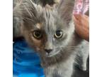 Adopt Zelda a Domestic Long Hair
