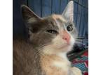 Adopt Sassy a Domestic Long Hair