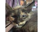 Adopt Robyn a Domestic Long Hair