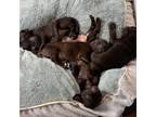 Adopt Bashful a Black Labrador Retriever, Pit Bull Terrier