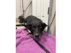 Adopt Shadow a German Shepherd Dog