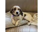 Adopt Heart of Gold a Beagle, Terrier