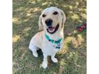 Adopt Daisy Mae a Yellow Labrador Retriever
