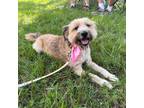 Adopt Wombat a Terrier