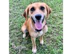 Adopt Annabelle a Terrier
