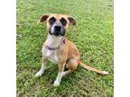 Adopt Fern a Jack Russell Terrier
