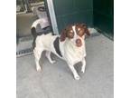 Adopt Beverly a Rat Terrier