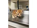 Adopt Luxi a Domestic Short Hair