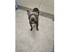 Adopt Aurora a Pit Bull Terrier, Mixed Breed