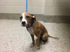 Adopt Acorn a Pit Bull Terrier, Mixed Breed