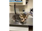 Adopt Butterfly a Domestic Short Hair