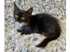 Adopt Venmo a Domestic Medium Hair, Domestic Short Hair