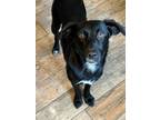 Adopt Idgy a Labrador Retriever