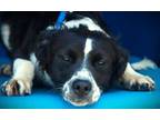 Adopt Azalea a Border Collie, Mixed Breed