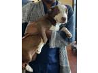Adopt Joy a Pit Bull Terrier, Labrador Retriever