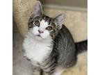 Adopt Bobbi a Domestic Short Hair